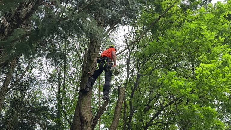 Best Tree Mulching  in New Fairview, TX