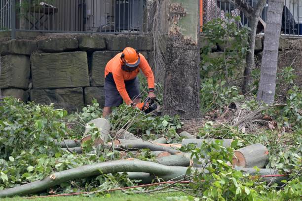 Reliable New Fairview, TX  Tree Services Solutions