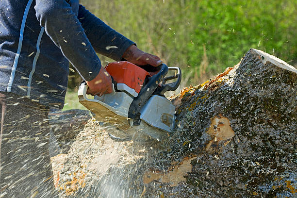 Best Tree Health Inspection  in New Fairview, TX